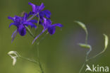 Wilde ridderspoor (Consolida regalis)