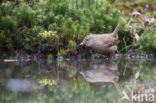 Wren (Troglodytes troglodytes)