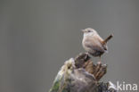 Wren (Troglodytes troglodytes)