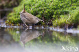 Wren (Troglodytes troglodytes)