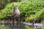 Wren (Troglodytes troglodytes)