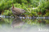 Wren (Troglodytes troglodytes)