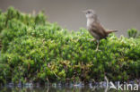 Wren (Troglodytes troglodytes)