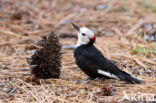 Wit kop specht (Leuconotopicus albolarvatus)