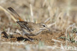 Witbrauwwaaierstaart (Erythropygia leucophrys)