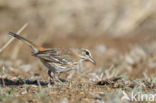 Witbrauwwaaierstaart (Erythropygia leucophrys)