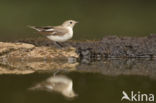 Collared Flycatcher (Ficedula albicollis)