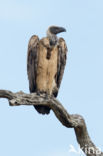 African white-backed vulture (Gyps africanus)