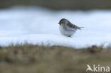 witstuitbarmsijs (Carduelis hornemanni exilipes)