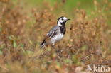 Witte Kwikstaart (Motacilla alba)