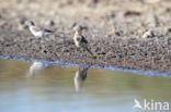 White Wagtail (Motacilla alba)