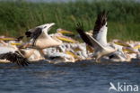 Roze Pelikaan (Pelecanus onocrotalus)