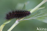 Witte tijger (Spilosoma lubricipeda)