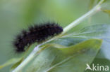 Witte tijger (Spilosoma lubricipeda)