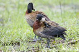 White-faced whistling duck (Dendrocygna viduata)