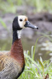 White-faced whistling duck (Dendrocygna viduata)