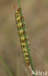 Spurge Hawk-moth (Hyles euphorbiae)