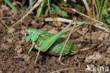 Wrattenbijter (Decticus verrucivorus)