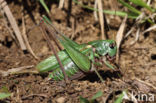 Wart-biter (Decticus verrucivorus)