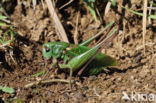 Wart-biter (Decticus verrucivorus)