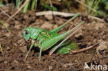 Wart-biter (Decticus verrucivorus)