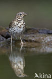 Zanglijster (Turdus philomelos)