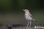 Zanglijster (Turdus philomelos)