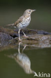 Song Thrush (Turdus philomelos)