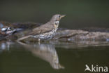 Song Thrush (Turdus philomelos)