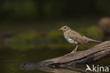 Zanglijster (Turdus philomelos)