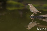 Song Thrush (Turdus philomelos)