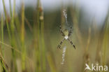 wasp spider (Argiope bruennichi)