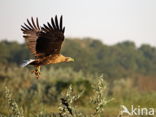 Zeearend (Haliaeetus albicilla)