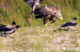 Zeearend (Haliaeetus albicilla)