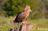 White-tailed Sea Eagle (Haliaeetus albicilla)