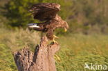 Zeearend (Haliaeetus albicilla)