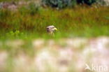 Zeearend (Haliaeetus albicilla)