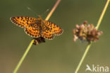 Small Pearl-Bordered Fritillary (Boloria selene)