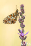 Small Pearl-Bordered Fritillary (Boloria selene)