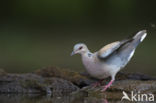 Zomertortel (Streptopelia turtur)