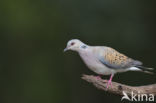 Zomertortel (Streptopelia turtur)