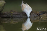 Zomertortel (Streptopelia turtur)