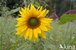 Zonnebloem (Helianthus annuus)