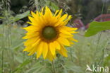 Common Annual Sunflower (Helianthus annuus)