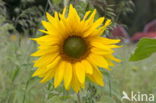 Zonnebloem (Helianthus annuus)