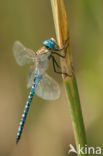 Zuidelijke glazenmaker (Aeshna affinis)