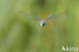 Zuidelijke glazenmaker (Aeshna affinis)