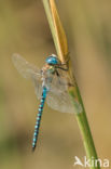 Zuidelijke glazenmaker (Aeshna affinis)