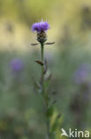 lesser knapweed (Centaurea nigra)