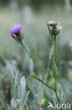 lesser knapweed (Centaurea nigra)